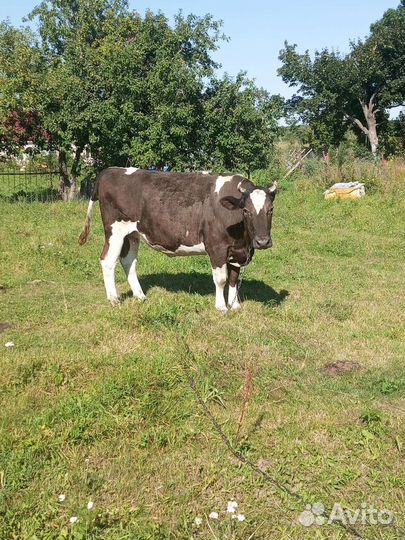 Айширская корова