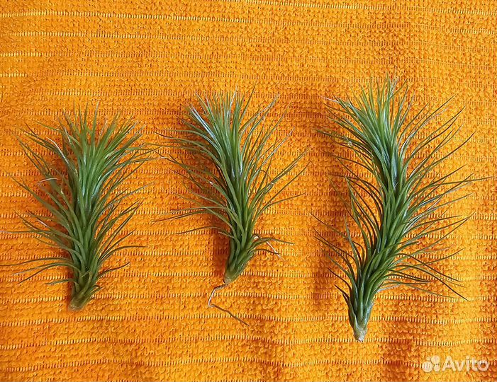 Тилландсия атмосферная