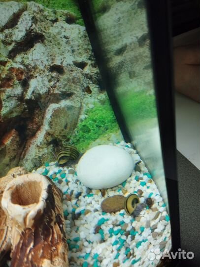 Улитки маризы