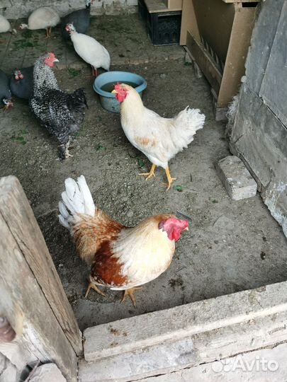 Куры молодки несушки