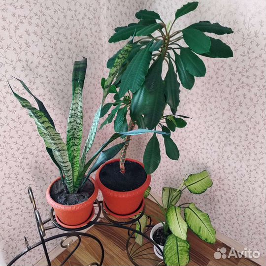 Комнатные цветы