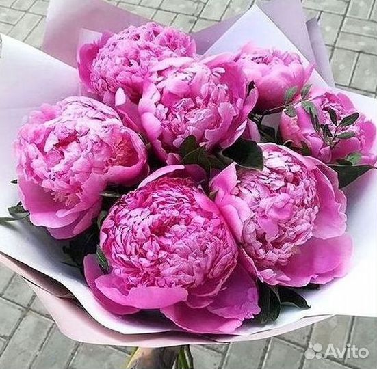 Пионы Букет пионов