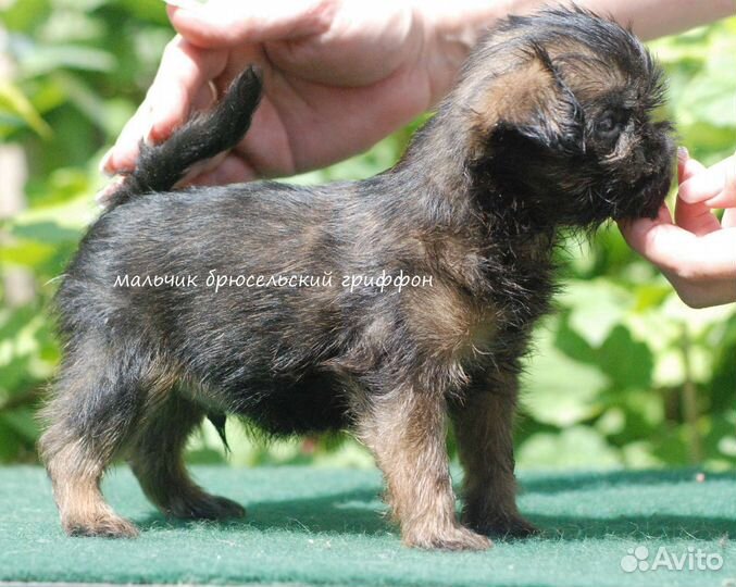 Гриффон и пти брабансон