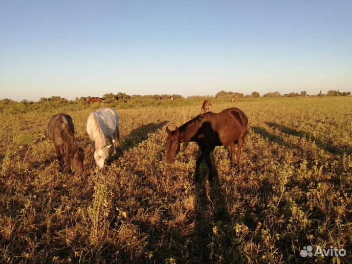 Лошадь кабыла
