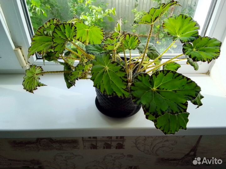 Комнатные цветы