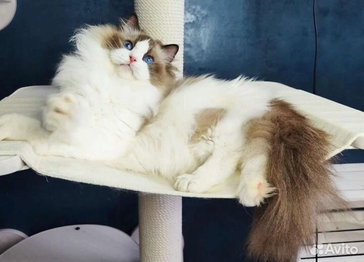 Хондочка, девочка рэгдолл с родословной