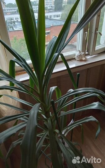 Пальма юкка