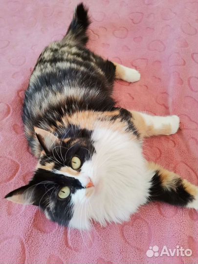 Котейка ищет дом