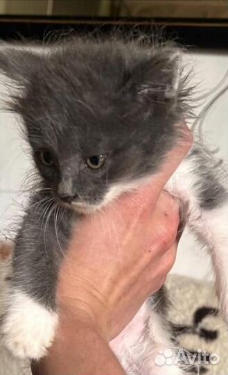 Отдам котят