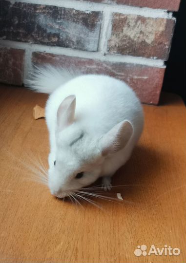 Продам шиншиленка (мальчик, бело-розовый эбони)