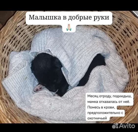 Щенок в добрые руки