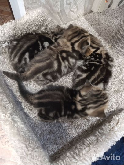 Британские котята