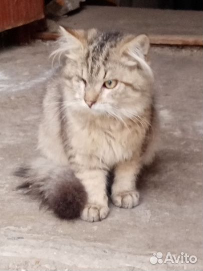 Котик-подросток