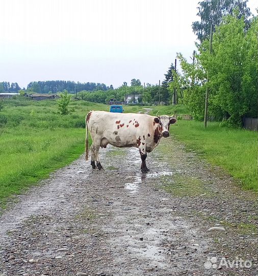 Корова стельная