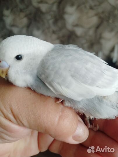 Волнистый попугай