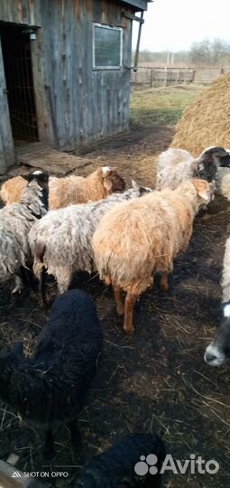 Продам баранов