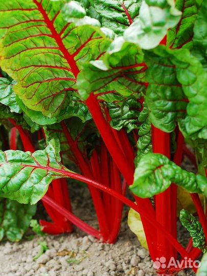 Мангольд листовой семена