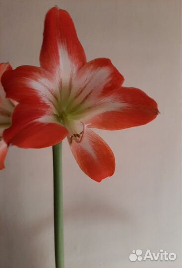 Гиппеаструм