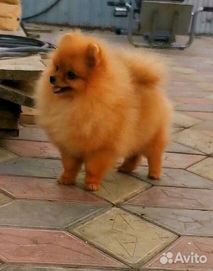 Яркая померанка