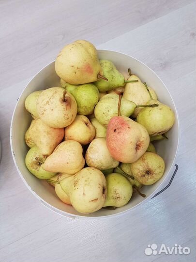 Груша поздний сорт в наличии