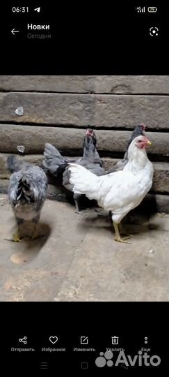 Молодые петушки