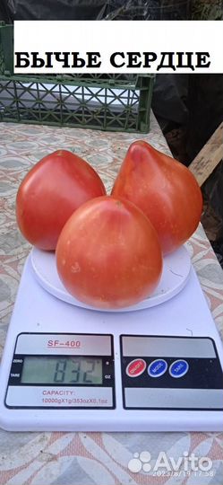 Семена помидор СССР