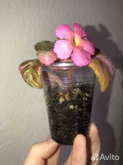 Алоказия Одора аурея (клубни), Эписция ember lace