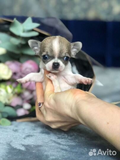 Мальчики и девочки чихуахуа