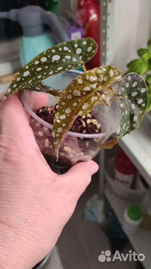 Кротон, маранта, бегония