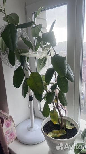 Фикус каучуконосный большой
