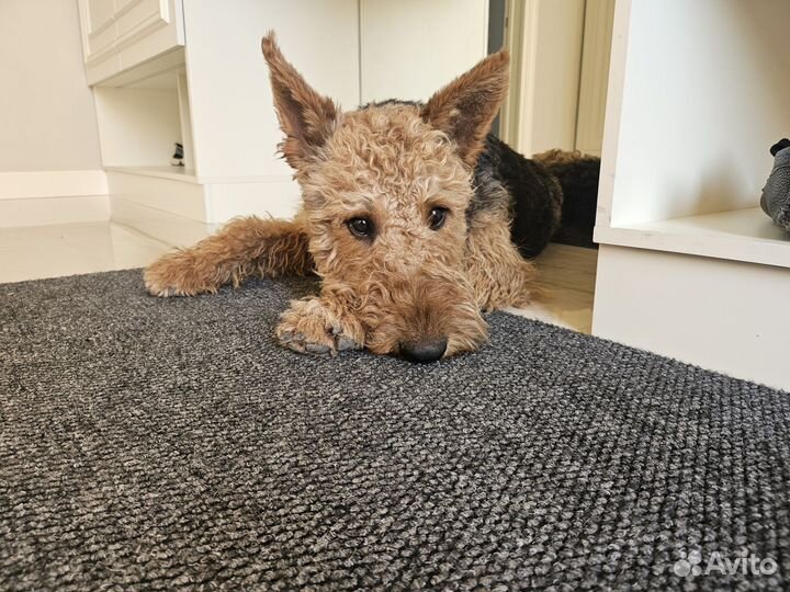 Вязка эрдельтерьер