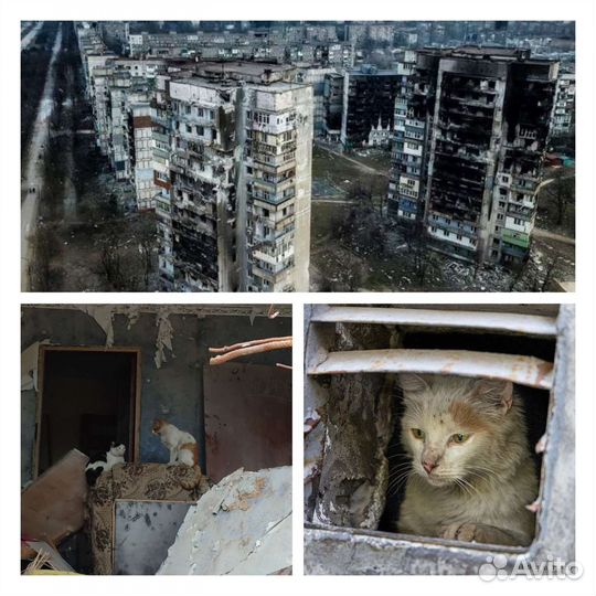 Котики оттуда