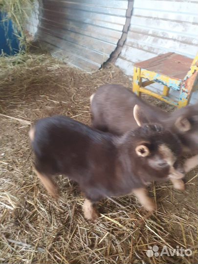 Камерунские козы козочки