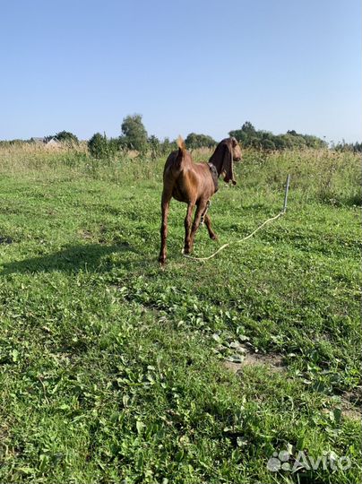 Две козы, козёл на случку