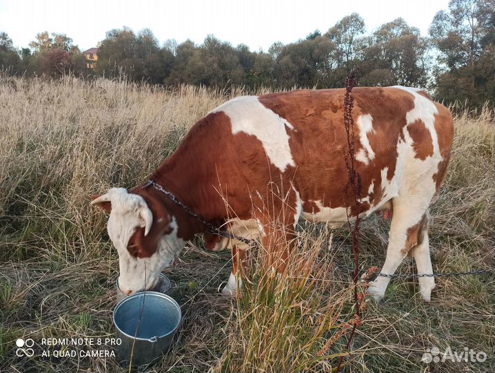 Продам телку