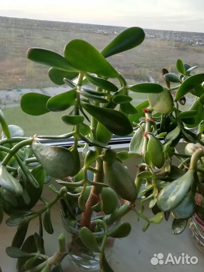 Толстянка, денежное дерево