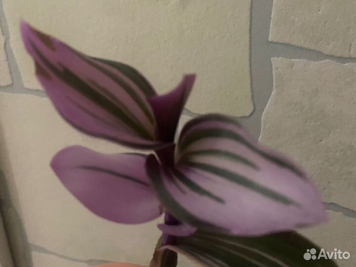 Традесканция розовая