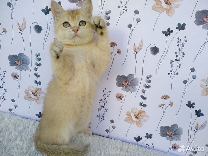 Британская шиншилла