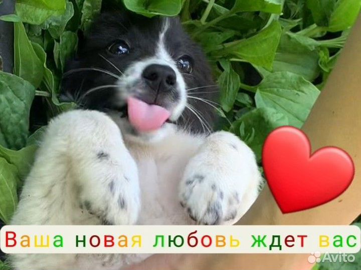 Щенок