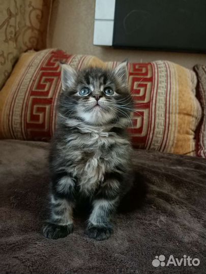Котята мейн-кун