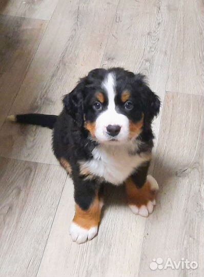 Щенки Бернский зенненхунд