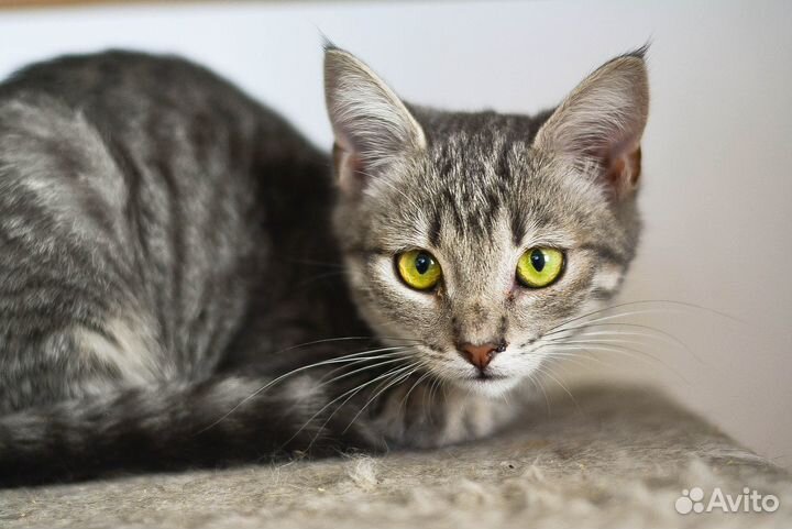 Тигрица малышка Даниэль