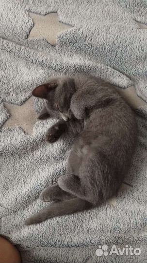 Кошки в добрые руки бесплатно