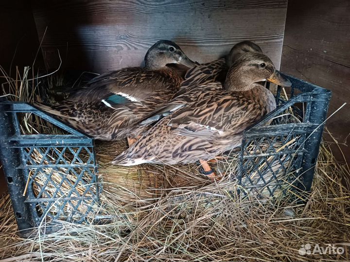 Утки подсадные для охоты