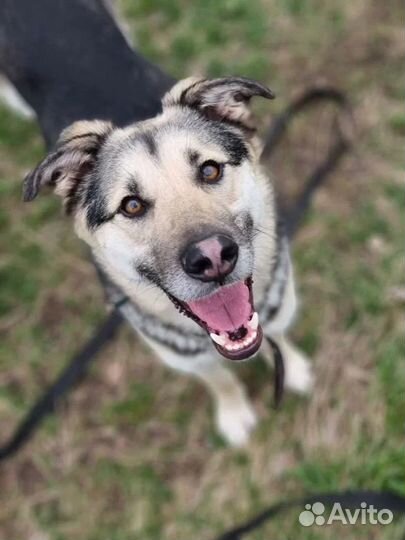 Красавец из приюта ищет дом