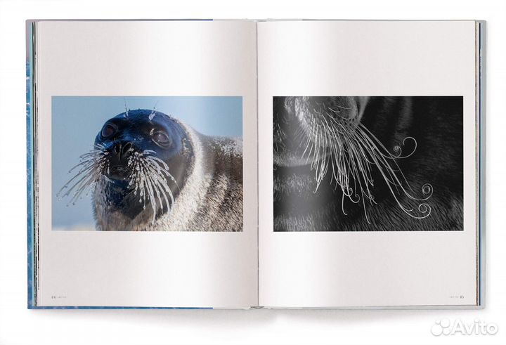 Нoвая фотокнига альбом Paul Nicklen. Born to Ice