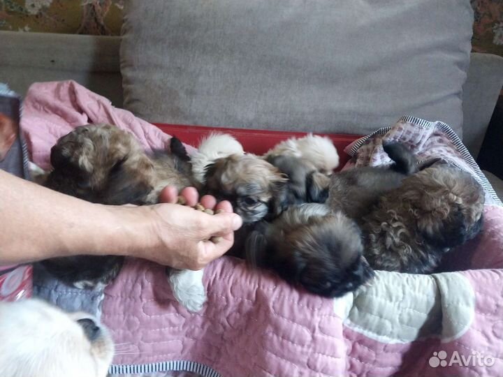 Пекинес