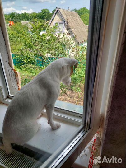 Джек рассел терьер