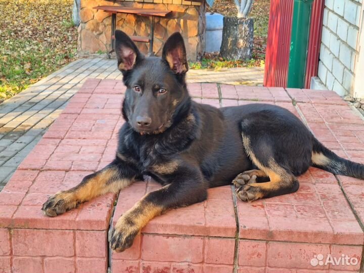 Немецкая овчарка