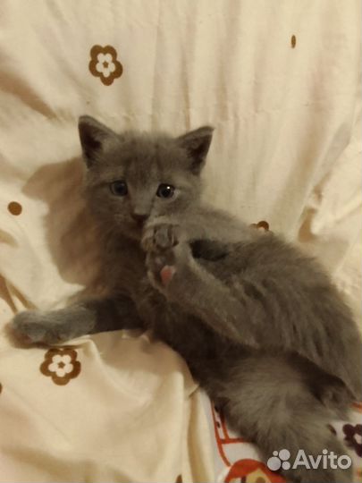 Шотландские котята черный и серый